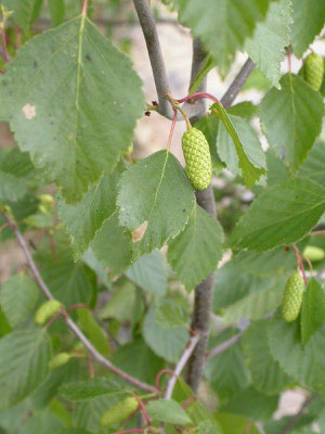 Betula pubescens - Zachte berk