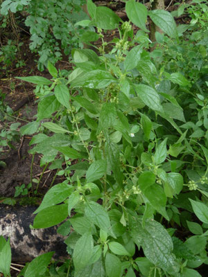 Parietaria officinalis - Groot glaskruid