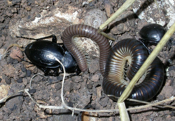 Carabus graecus