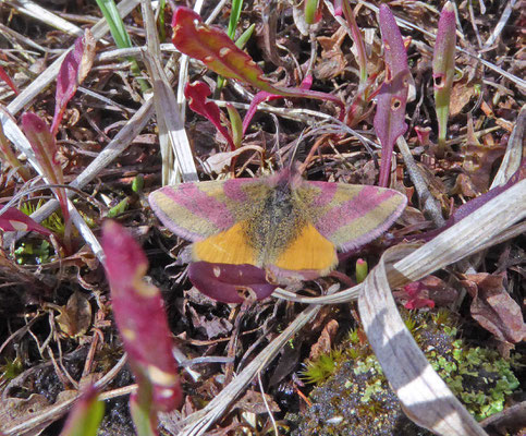 Lythria cruentaria - Zuringspanner