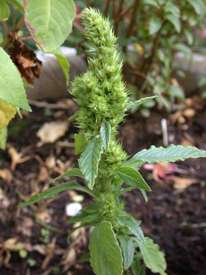 Amaranthus retroflexus - Papegaaienkruid