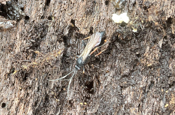  Stenichneumon culpator