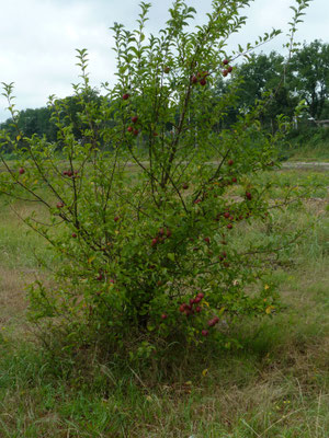 Malus sylvestris - Appelras