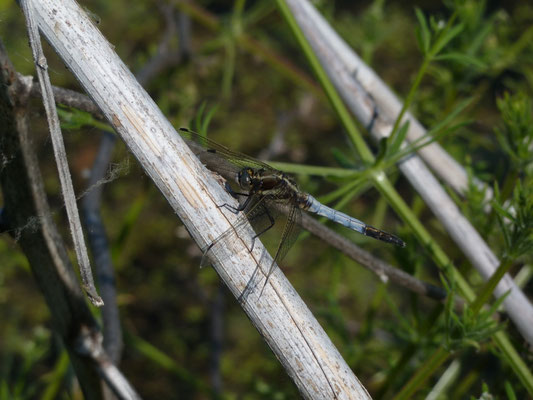 Orthetrum albistylum
