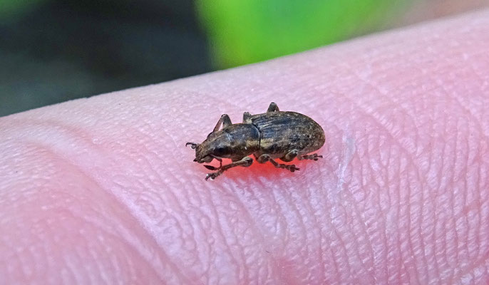 Sitona species