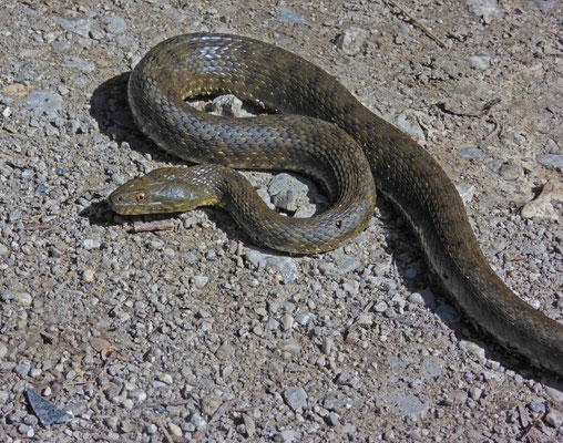 Dobbelsteenslang (Natrix tessellata)