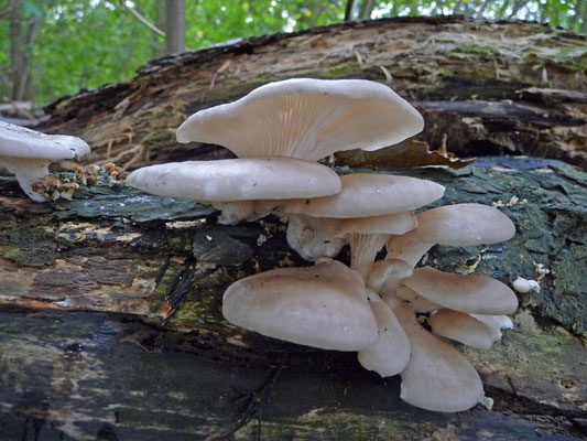 Pleurotus pulmonarius - Bleke oesterzwam
