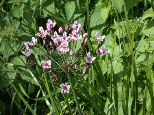 Butomus umbellatus - Zwanenbloem