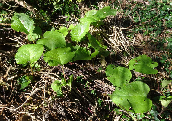 Trachystemon orientalis - Oosterse bernagie