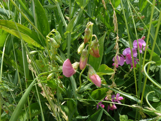 Lathyrus latifolius - Brede lathyrus