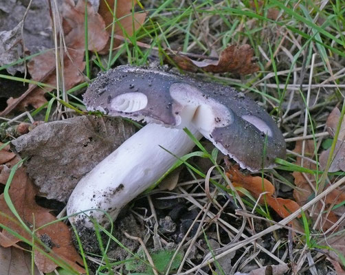 Russula brunneoviolacea - Gewolkte russula (mogelijk)