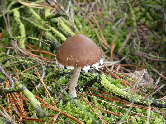 Psathyrella artemisia - Wollige franjehoed
