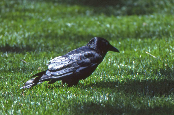 Little Raven