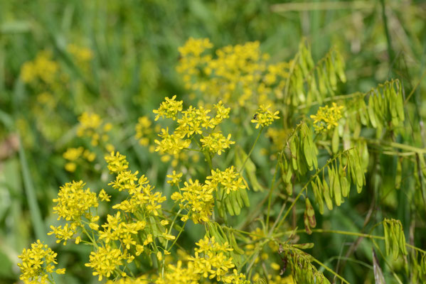 Isatis tinctoria - Wede