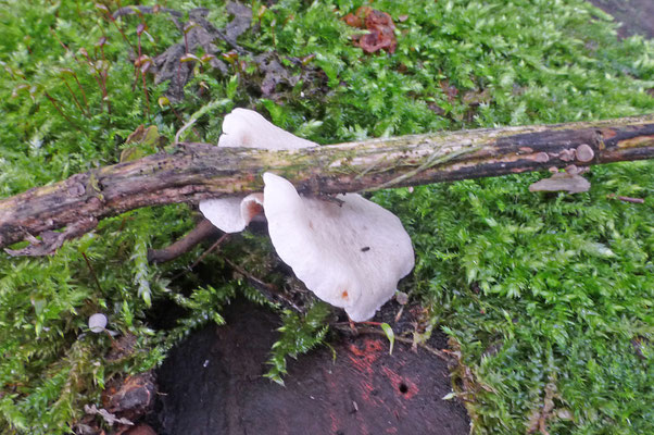 Crepidotus lundellii - Bleek oorzwammetje