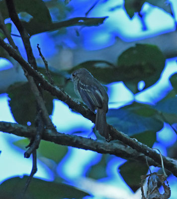 Yellow-crowned Elaenia