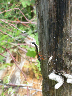 Rhyssa persuaria