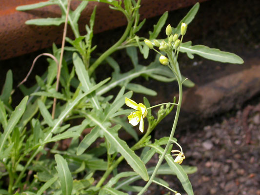 Diplotaxis muralis - Kleine zandkool