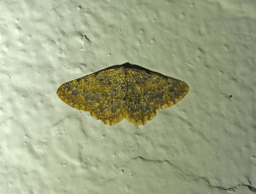 Charissa mucidaria