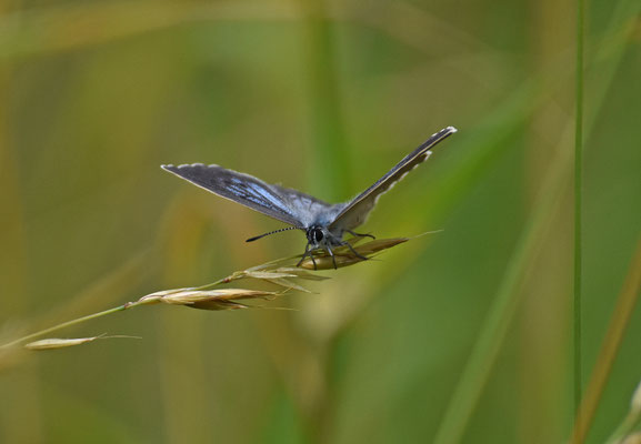 Pimpernelblauwtje
