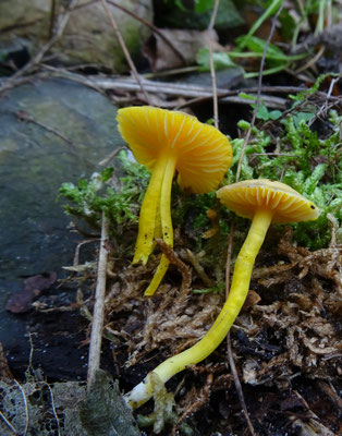 Hygrocybe ceracea - Elfenwasplaat