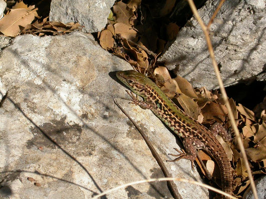 Podarcis tauricus (Taurische hagedis)