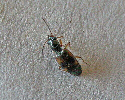 Bembidion articulatum
