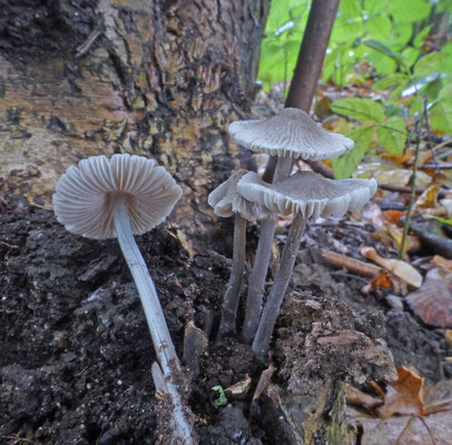 Mycena polygramma - Streepsteelmycena