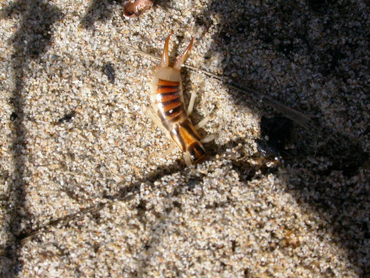 Labidura riparia 