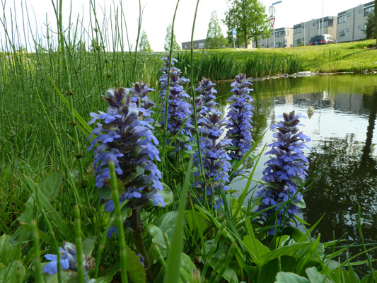 Ajuga reptans - Kruipend zenegroen