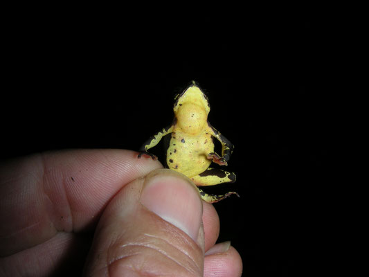 Atelopus hoogmoedi - Hoogmoed's Harlequin Toad