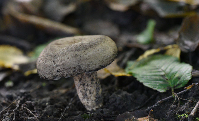 Lactarius circellatus - Haagbeukmelkzwam