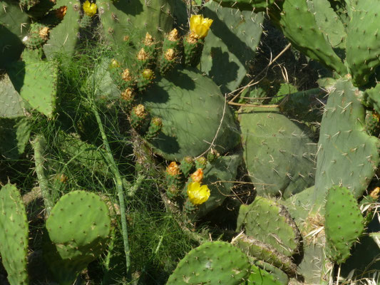 Opuntia ficus-indica - Barbarijse vijg