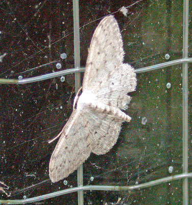 Idaea seriata - Paardenbloemspanner