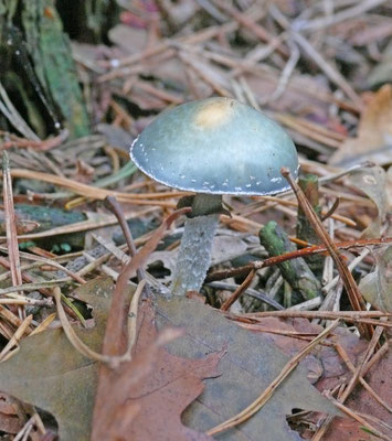 Stropharia aeruginosa - Kopergroenzwam