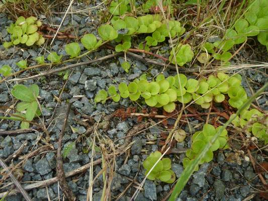 Lysimachia nummularia - Penningkruid