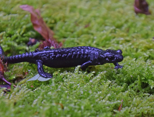 Salamandra atra - Alpensalamander