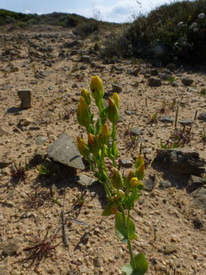 Blackstonia perfoliata subsp. perfoliata - Zomerbitterling
