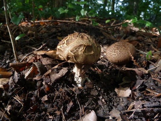 Scleroderma verrucosum - Wortelende aardappelbovist