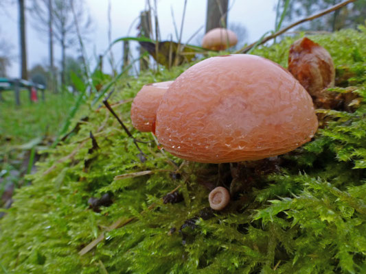 Rhodotus palmatus - Zalmzwam