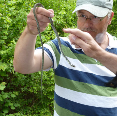 Haijo met Ringslang