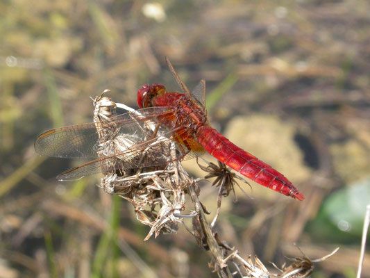 vuurlibel (Crocothemis erythraea)