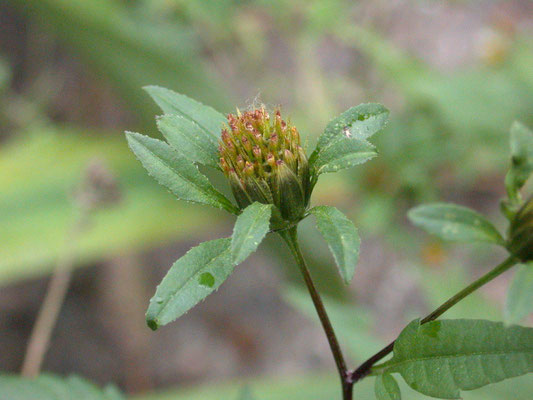 Bidens tripartita - Driedelig tandzaad