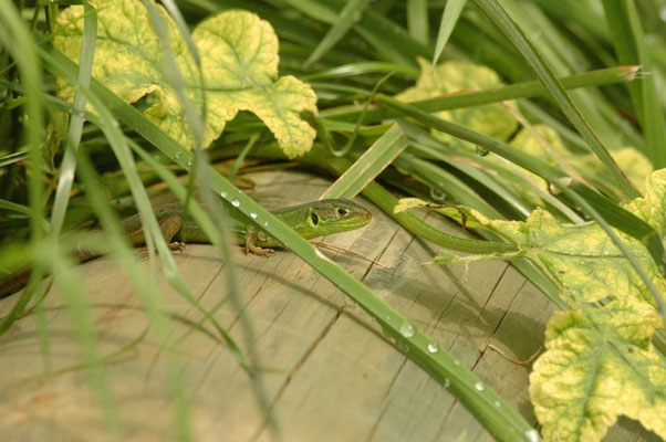 westelijke smaragdhagedis (Lacerta viridis)