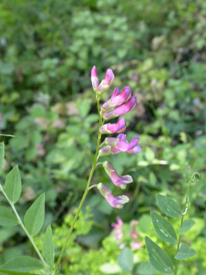 Lathyrus niger - Zwarte lathyrus