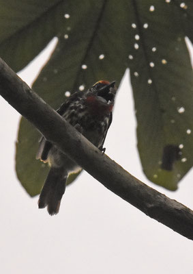 Black-spotted Barbet