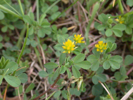 Trifolium dubium - Kleine klaver