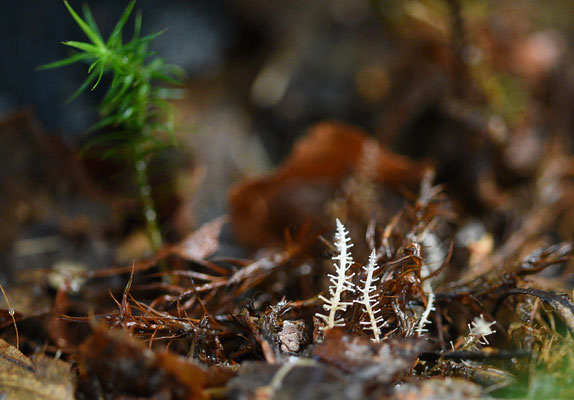 Vertakte collybia - Dendrocollybia racemosa