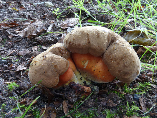 Neoboletus erythropus - Gewone heksenboleet