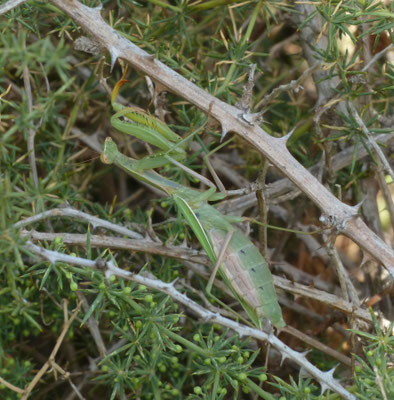 Mantis religiosa